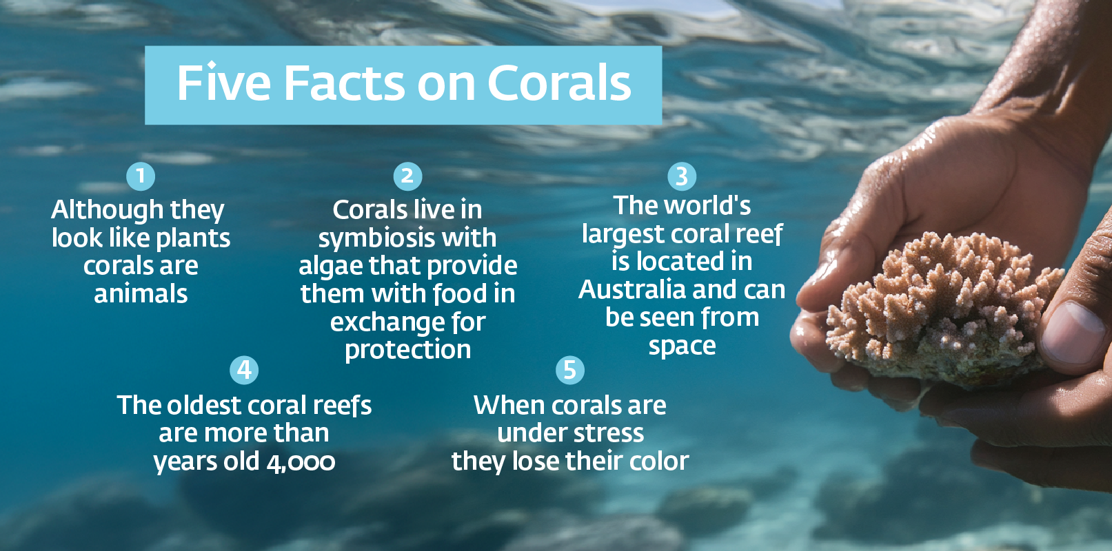 five facts on corals