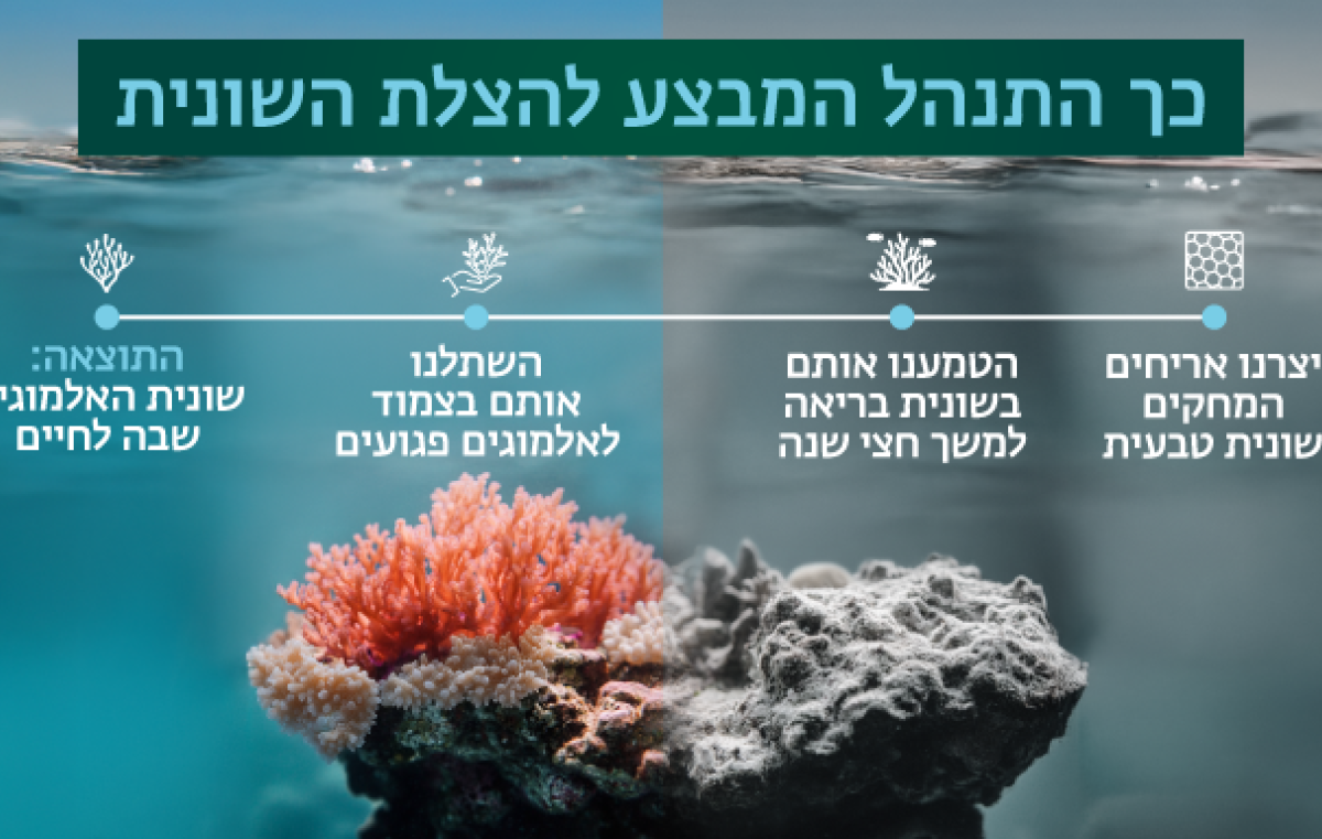 אלמוגים
